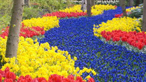 Keukenhof 2 oder 3 Tage_0