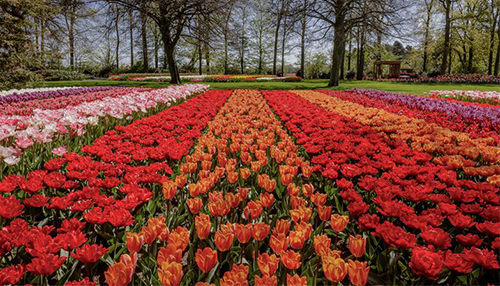 tulpenveld